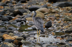 Weißwangenreiher (1 von 3).jpg